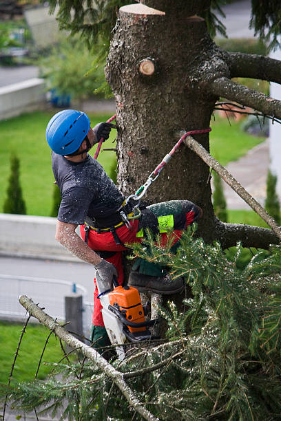 How Our Tree Care Process Works  in  Country Clu, FL